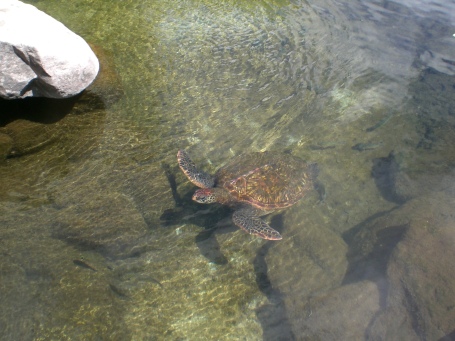 I saw big turtles today.  It was awesome.  I took a photo.  True story.